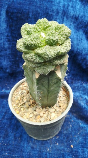 Ariocarpuspu2